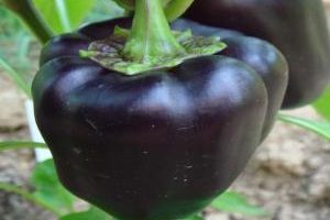 Capsicum-2.jpg