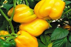 Capsicum-7.jpg