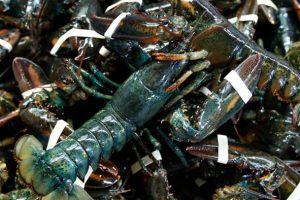 Lobster