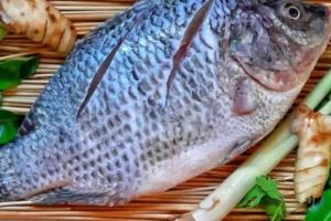 Tilapia