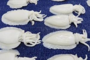 cuttle-fish